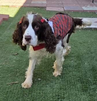 Lila -  English Springer Spaniel Dog for Adoption in Fallbrook, California - Lila | PetCurious