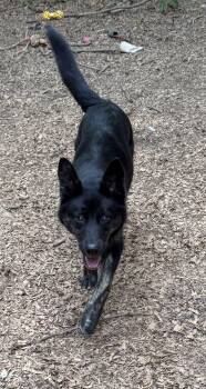 Rubie -  Cattle Dog Dog for Adoption in Charlotte, North Carolina - Rubie | PetCurious