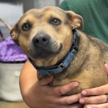 Mixed Breed Dogs Available for Adoption in Defuniak Springs, Florida - Bella | PetCurious