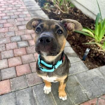 Jazmin -  Shepherd Dog for Adoption in San Juan Capistrano, California - Jazmin | PetCurious