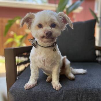 Mr. Bubbles -  Maltese Dog for Adoption in Conroe, Texas - Mr. Bubbles | PetCurious
