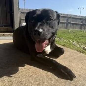 Hercules -  Pit Bull Terrier and Black Labrador Retriever Dog for Adoption in Dallas, Texas - Hercules | PetCurious