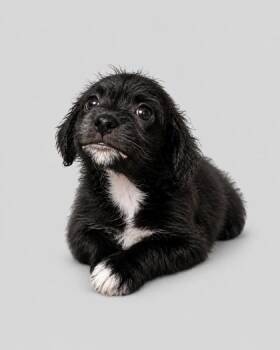 Swiss -  Mixed Breed Dog for Adoption in West Chester, Pennsylvania - Swiss | PetCurious