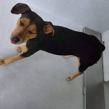 Lacie 26-06-178 -  Mixed Breed Dog for Adoption in Bastrop, Texas - Lacie 26-06-178 | PetCurious