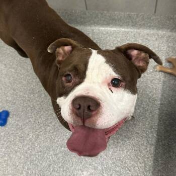 Dolly Pawton -  Mixed Breed Dog for Adoption in Oak Brook, Illinois - Dolly Pawton | PetCurious