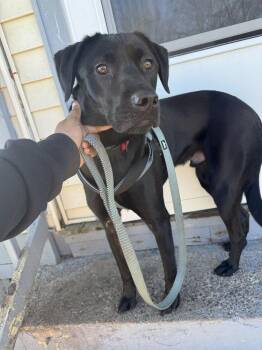 Blaize -  Labrador Retriever and Chihuahua Dog for Adoption - Blaize | PetCurious
