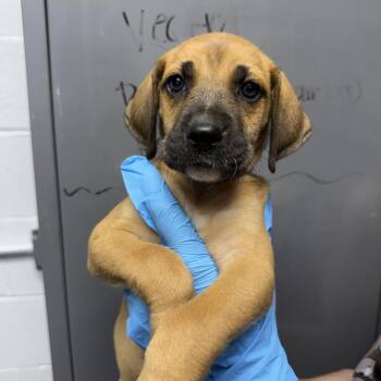 Black Mouth Cur and Treeing Walker Coonhound Dogs Available for Adoption in Hattiesburg, Mississippi - Avalon | PetCurious