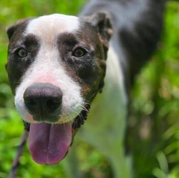 Hound Dogs Available for Adoption in Monticello, Florida - Levi | PetCurious