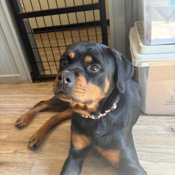Rottweiler Dogs Available for Adoption in Sinking Spring, Pennsylvania - Piper Rae (Boo) | PetCurious