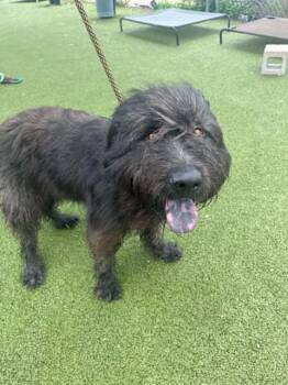 A185529 -  Giant Schnauzer and Mixed Breed Dog for Adoption in Pasadena, Texas - A185529 | PetCurious