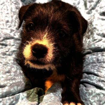 Smoky -  Terrier and Mixed Breed Dog for Adoption in Cincinnati, Ohio - Smoky | PetCurious