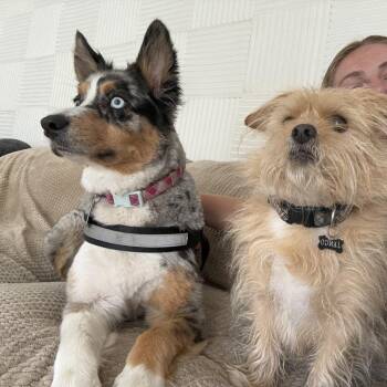 Terrier Dogs Available for Adoption in San Francisco, California - Jango | PetCurious