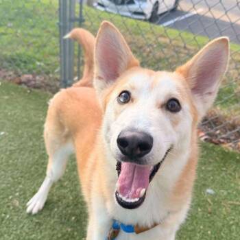 Rescue Mixed Breed Dogs for Adoption in Media, Pennsylvania - Atlas | PetCurious