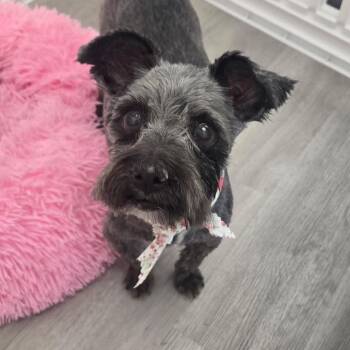 Izzy F NV -  Yorkshire Terrier and Shih Tzu Dog for Adoption in Las Vegas, Nevada - Izzy F NV | PetCurious