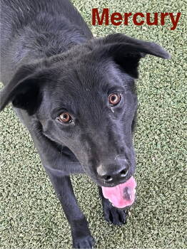 Rescue Labrador Retriever Dogs for Adoption - Mercury | PetCurious