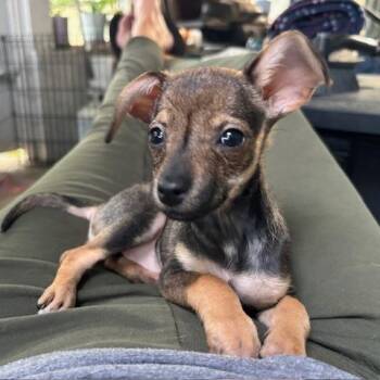 Lemon -  Chihuahua Dog for Adoption in Kansas City, Missouri - Lemon | PetCurious