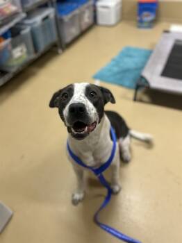 Rescue Pit Bull Terrier and Mixed Breed Dogs for Adoption in Chula Vista, California - ROCCO | PetCurious