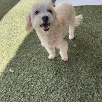 Taffy -  Maltipoo Dog for Adoption in Baton Rouge, Louisiana - Taffy | PetCurious