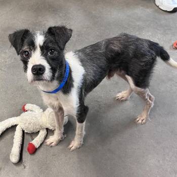 Domino -  Terrier and Mixed Breed Dog for Adoption in Tampa, Florida - Domino | PetCurious
