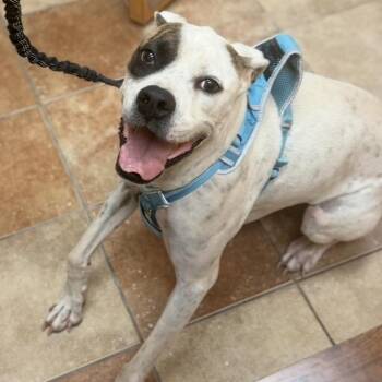 Romeo -  Boxer Dog for Adoption in Midland, Texas - Romeo | PetCurious