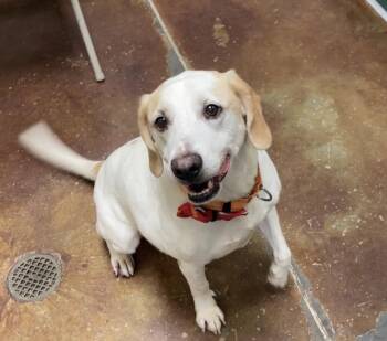 Rescue Labrador Retriever Dogs for Adoption in Springfield, Missouri - Harvey | PetCurious