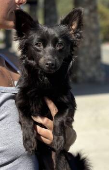 Chihuahua Dogs Available for Adoption in Los Angeles, California - BEVERLY | PetCurious