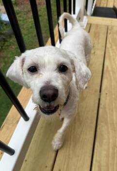 Gizmo -  Maltese Dog for Adoption in Portland, Maine - Gizmo | PetCurious
