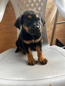 Rottweiler and Terrier Dogs Available for Adoption in Holiday Hills, Illinois - Freundly | PetCurious