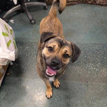 Squishy -  Border Terrier Dog for Adoption in Chico, California - Squishy | PetCurious