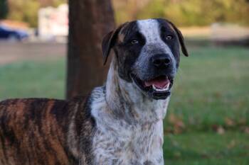 Rescue Mixed Breed Dogs for Adoption in Columbia, Tennessee - Lola | PetCurious