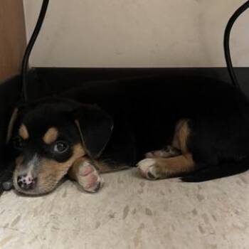 Chihuahua Dogs Available for Adoption in Houston, Texas - Jeremy | PetCurious