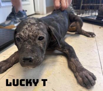 Lucky T -  American Bully and Cane Corso Dog for Adoption in Dyersburg, Tennessee - Lucky T | PetCurious