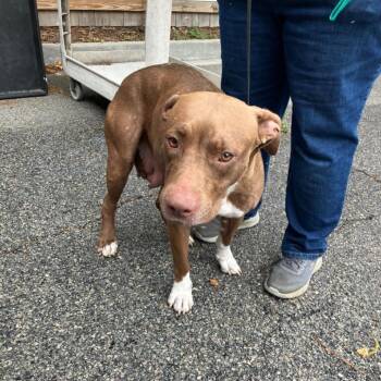 Cocoa Butter -  Pit Bull Terrier Dog for Adoption in Valdosta, Georgia - Cocoa Butter | PetCurious
