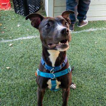 Nacho Party -  Pit Bull Terrier Dog for Adoption in Baltimore, Maryland - Nacho Party | PetCurious