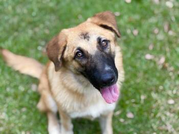 Lira -  Shepherd Dog for Adoption in Lucedale, Mississippi - Lira | PetCurious