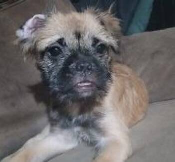 French Bulldog and Shih Tzu Dogs Available for Adoption - Monkey | PetCurious