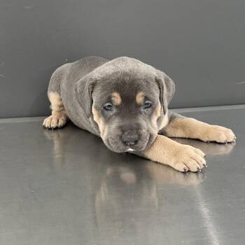Mixed Breed Dogs Available for Adoption - Letty | PetCurious