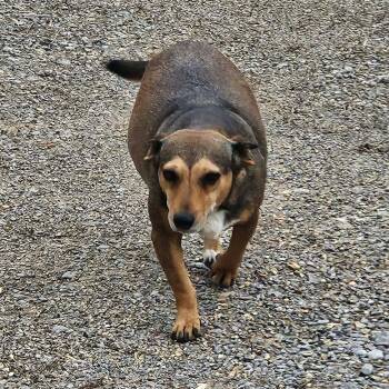 Pumpkin -  Mixed Breed Dog for Adoption in Hopkinton, Massachusetts - Pumpkin | PetCurious