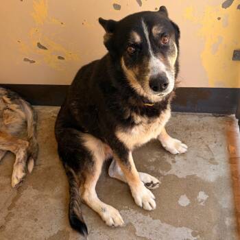 IVHS-Stray-139714 -  German Shepherd Dog and Husky Dog for Adoption in San Gabriel, California - IVHS-Stray-139714 | PetCurious