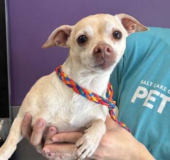 *Gertie* -  Chihuahua Dog for Adoption in Salt Lake City, Utah - *Gertie* | PetCurious