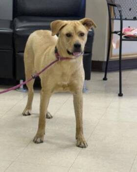 Black Mouth Cur and Mixed Breed Dogs Available for Adoption in Killeen, Texas - MYRA | PetCurious