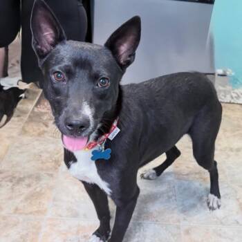 Rescue Border Collie and Cattle Dog Dogs for Adoption in Boerne, Texas - Nymera | PetCurious