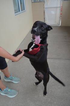 Labrador Retriever Dogs Available for Adoption in Mckinney, Texas - Marlin | PetCurious