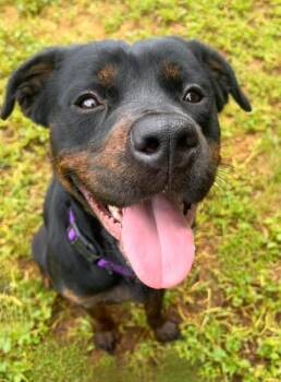 Rottweiler and Mixed Breed Dogs Available for Adoption in Sacramento, California - BREEZE | PetCurious