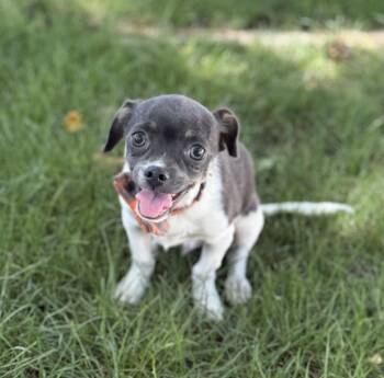 Rescue Rat Terrier Dogs for Adoption in Phoenix, Arizona - Papas | PetCurious