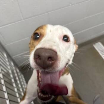 Peachy -  Terrier Dog for Adoption in Des Moines, Iowa - Peachy | PetCurious