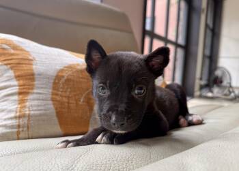 Husky Dogs Available for Adoption in San Antonio, Texas - Sol | PetCurious