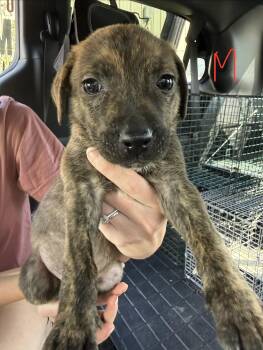 Aladdin -  Hound Dog for Adoption in Richmond, Missouri - Aladdin | PetCurious