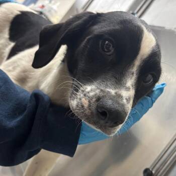 Mixed Breed Dogs Available for Adoption - Hockey | PetCurious