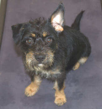 Rescue Terrier and Mixed Breed Dogs for Adoption in Chapel Hill, North Carolina - Anna | PetCurious